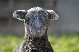 Herdwick Lämmchen 2 Wochen alt