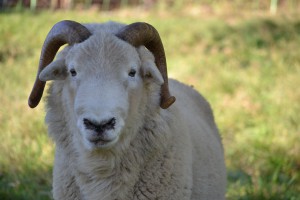 Herdwickbock 10/ 2015