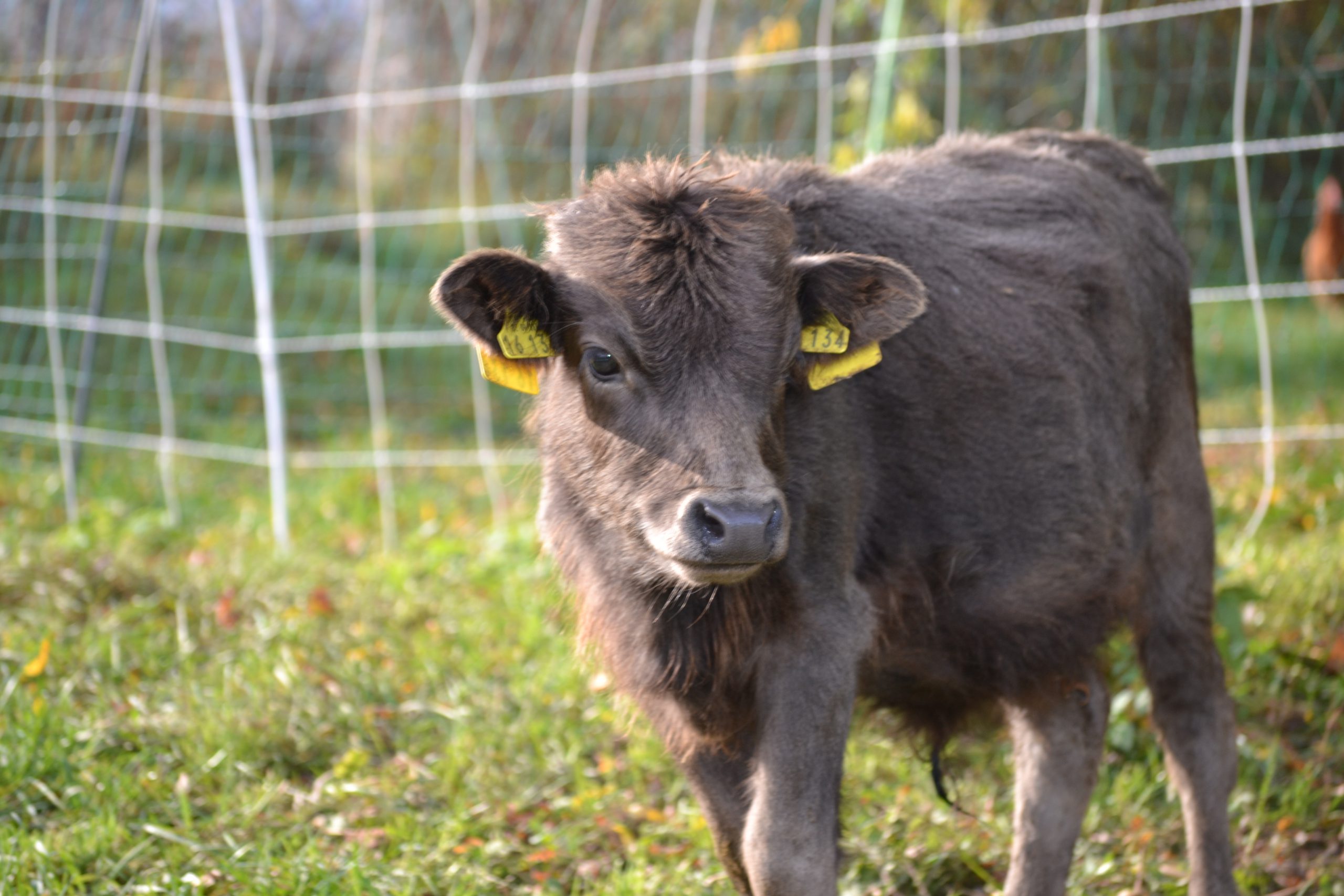 Rasseportrait Dahomey Zwergrinder Herdwickzucht Am Breitenbach Rasseportrait Dahomey Zwergrinder Herdwickzucht Am Breitenbach