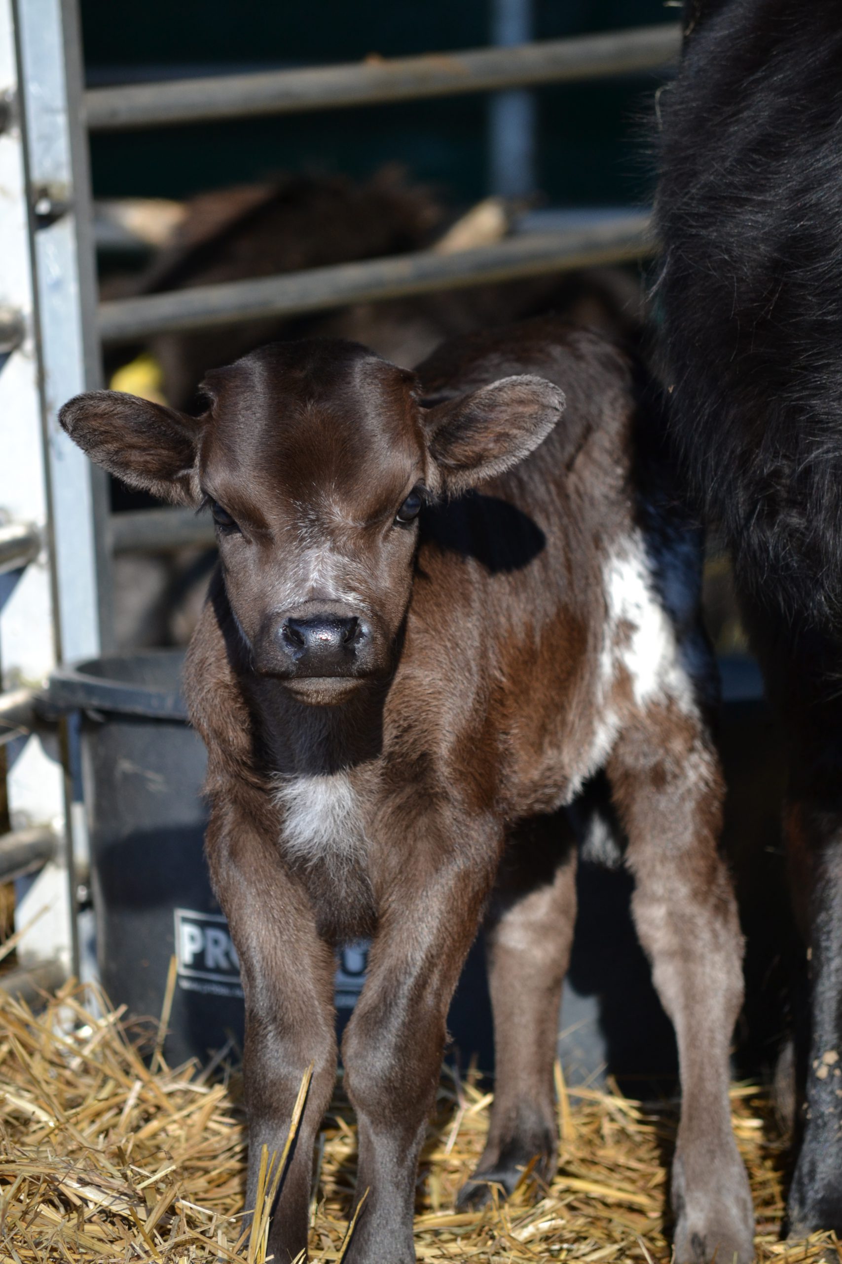 Dahomey Zwergrinder Herdwickzucht Am Breitenbach Dahomey Zwergrinder Herdwickzucht Am Breitenbach
