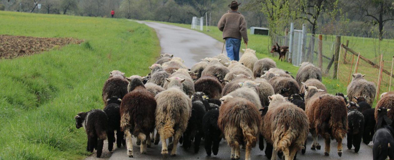 Herdwickzucht am Breitenbach