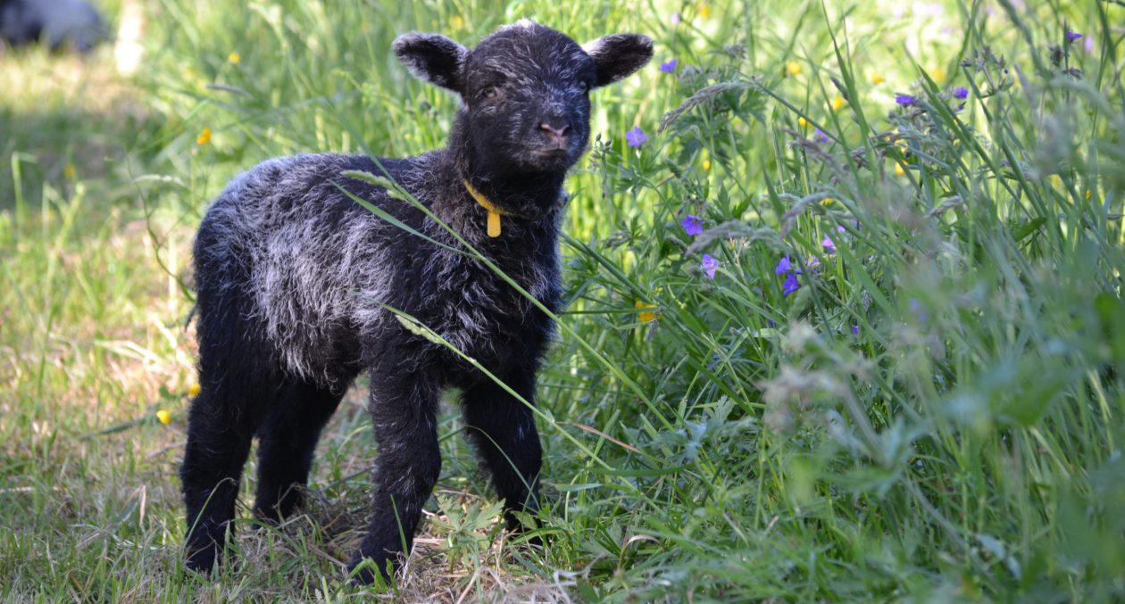 Herdwickzucht am Breitenbach