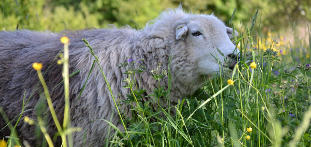 Herdwickzucht am Breitenbach