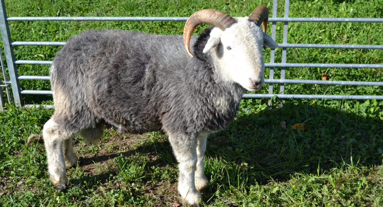 Herdwickzucht am Breitenbach